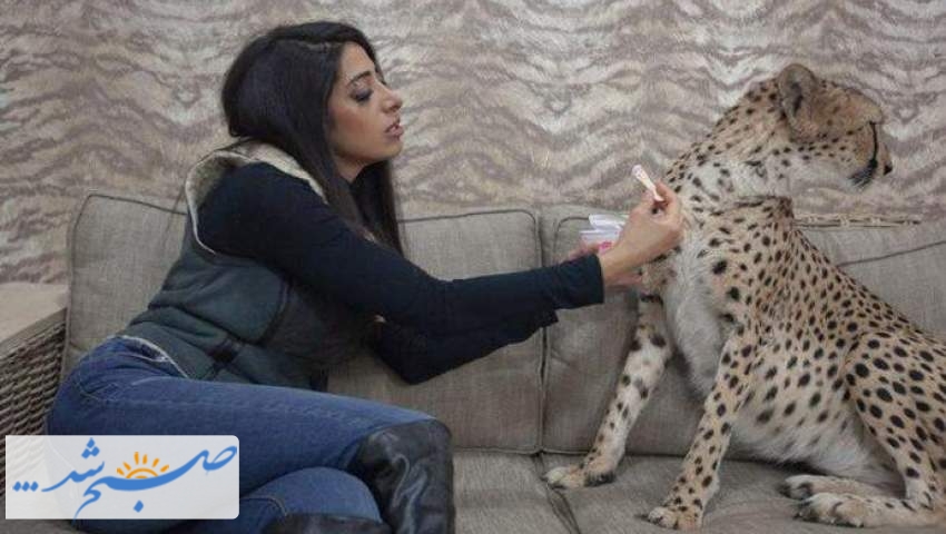 چرا یوزپلنگان ایرانی دخترزا نیستند؟