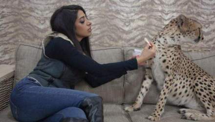 چرا یوزپلنگان ایرانی دخترزا نیستند؟