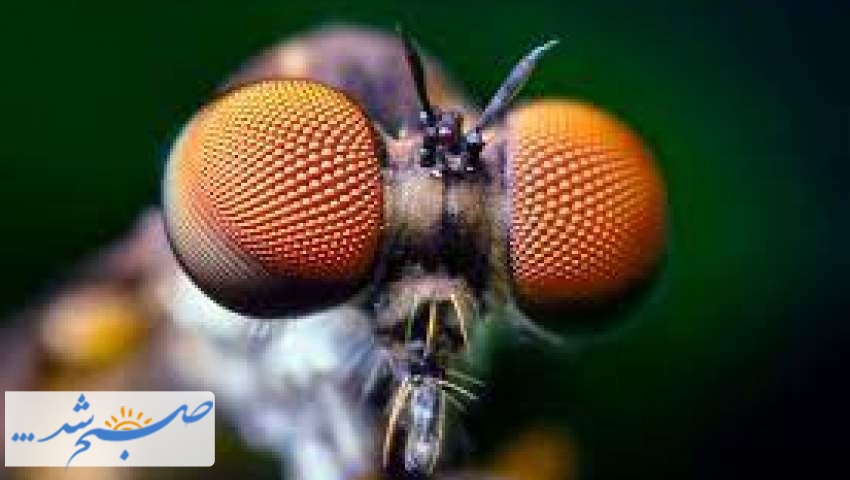 چند ویژگی عجیب چشمان حشرات